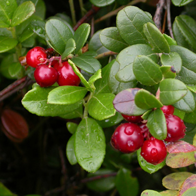 arandanero rojo de musgo