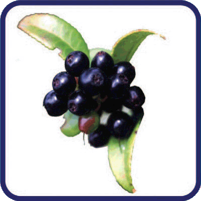 black bilberry