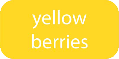 yellow berries